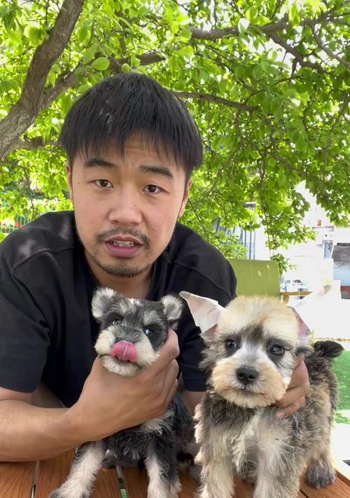 雪纳瑞刚剪耳朵毛多久能长回来?(了解耳朵毛生长周期,让你的雪纳瑞宠物更迷人) 雪纳瑞刚剪耳朵毛多久能长回来?(了解耳朵毛生长周期,让你的雪纳瑞宠物更迷人)