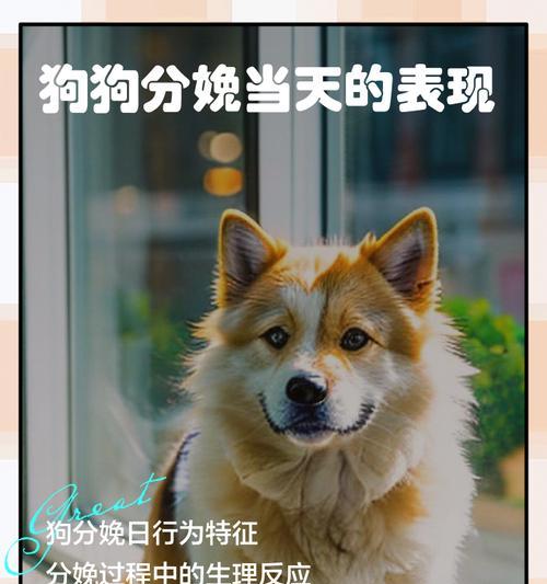 狗的寿命（解析狗的生命周期和寿命相关因素）