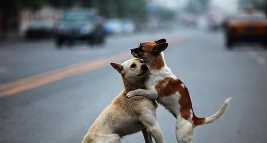 狗狗交配过程全攻略