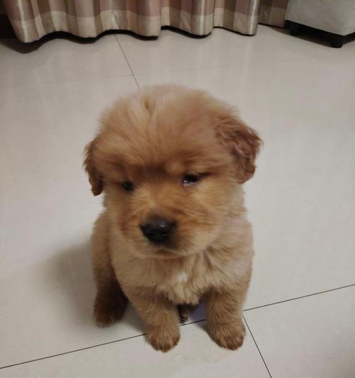 如何准确判断金毛是否纯种（关键指标及判断方法详解）