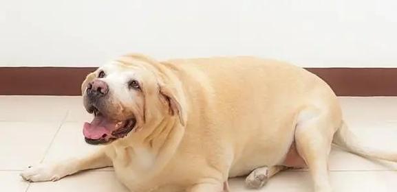 拉布拉多犬的理想体重及肥胖和消瘦问题解决方法(健康饲养拉布拉多犬的关键) 拉布拉多犬的理想体重及肥胖和消瘦问题解决方法(健康饲养拉布拉多犬的关键)