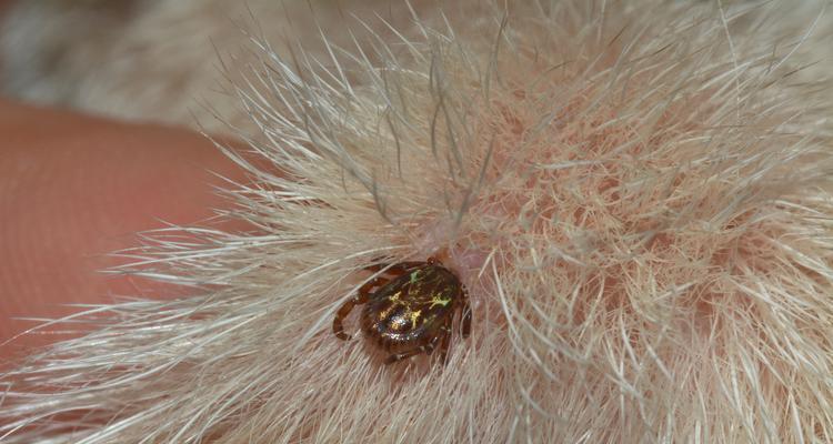 狗狗被蜱虫咬后的危害——保护你的宠物免受蜱虫侵害（了解狗狗被蜱虫咬后的风险，提前预防和处理）