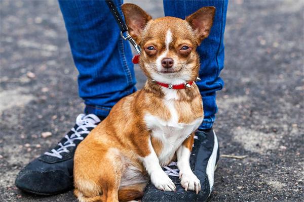 狗狗为什么喜欢闻裤裆全攻略 狗狗为什么喜欢闻主人的裤裆?