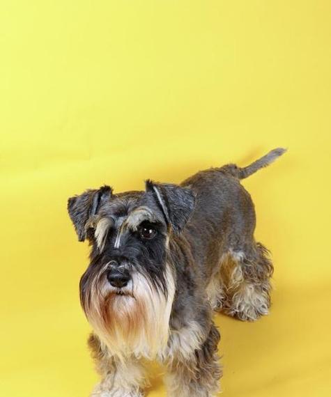 雪纳瑞犬可爱亲密全攻略