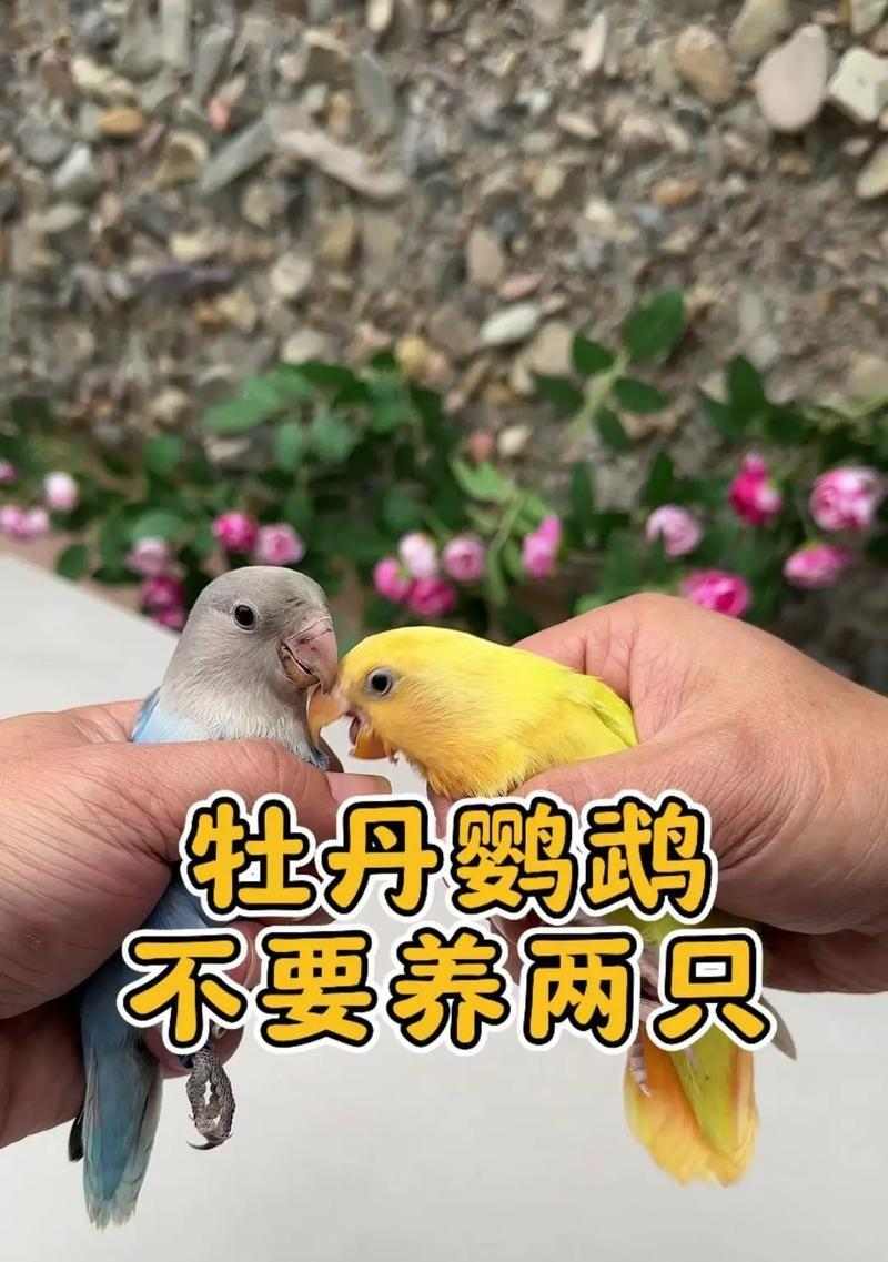 牡丹鹦鹉价格高吗|稀有性与市场需求解析 牡丹鹦鹉价格高吗|稀有性与市场需求解析