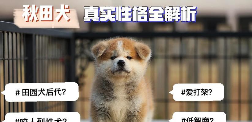 秋田犬养育困境全解析 秋田犬养育困境全解析