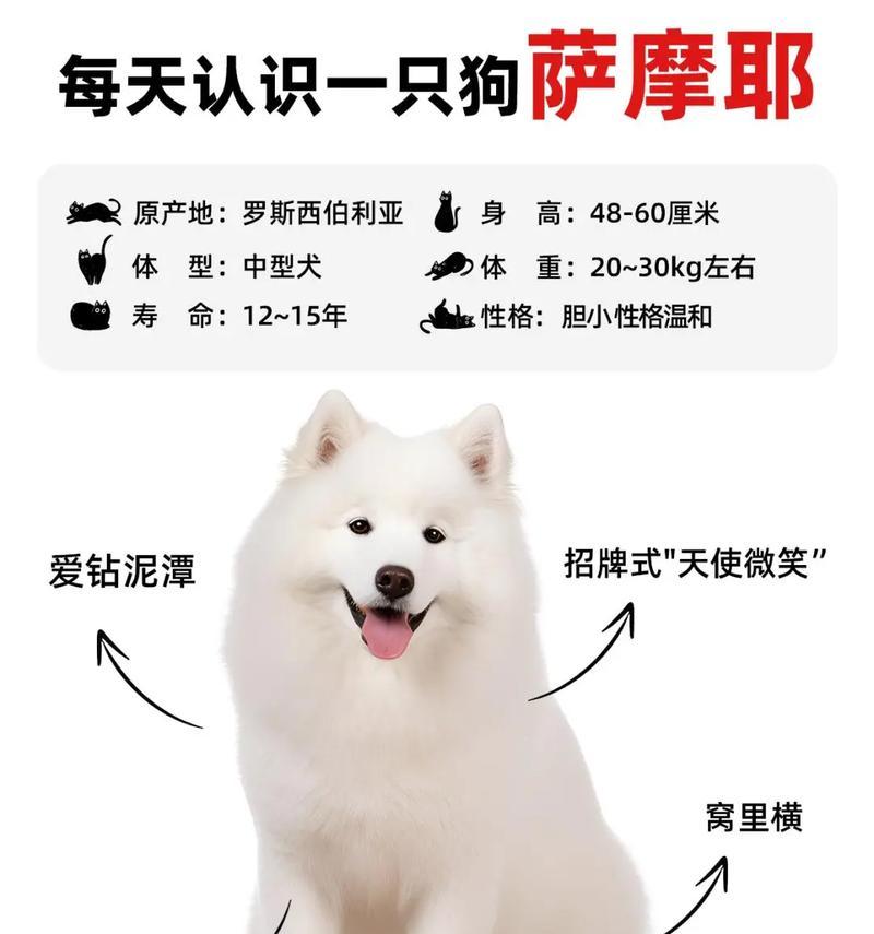 萨摩犬不再拆家｜实用解决方案全攻略