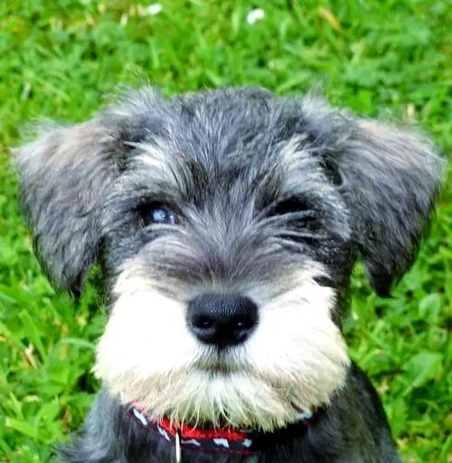 雪纳瑞耳朵毛生长周期全攻略 雪纳瑞耳朵毛生长周期全攻略