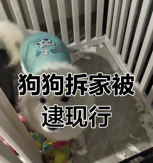 萨摩犬不再拆家｜实用解决方案全攻略