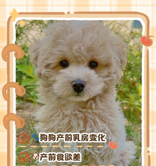 狗的寿命全攻略