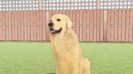 拉布拉多犬理想体重及肥胖消瘦解决方法全攻略