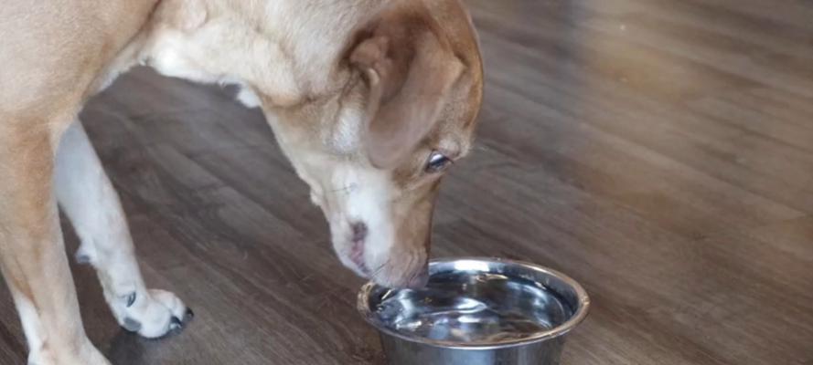 狗狗吐舌的原因及散热方式全攻略