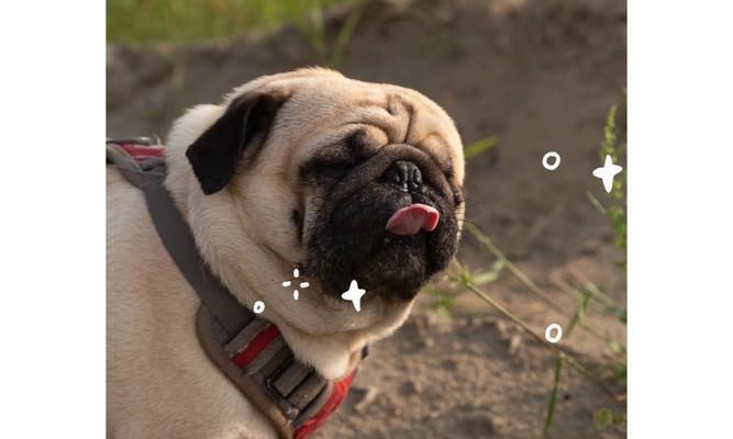 狗狗吐舌的原因及散热方式全攻略