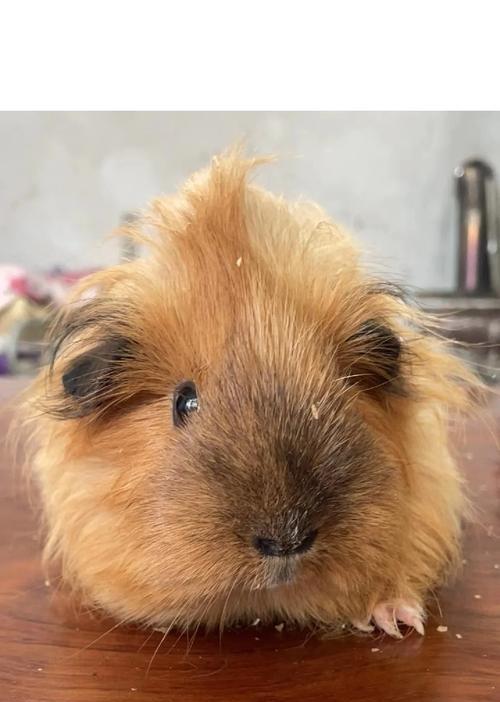 如何判断荷兰猪怀孕多久了｜全攻略