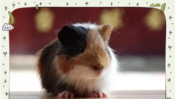 如何判断荷兰猪怀孕多久了｜全攻略