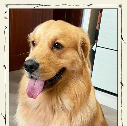 养金毛需注意的事项｜宠物金毛养护全攻略