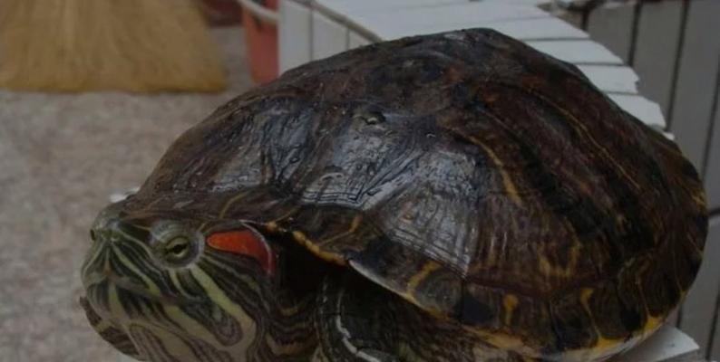 巴西红耳龟进入中国的历程：繁殖能力及生态环境影响解析