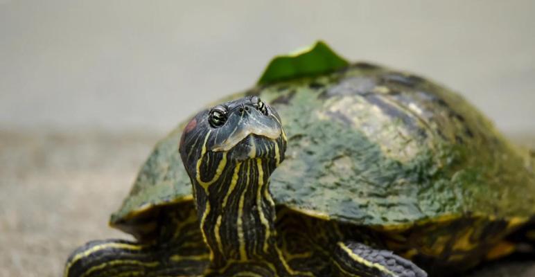 巴西红耳龟进入中国的历程：繁殖能力及生态环境影响解析