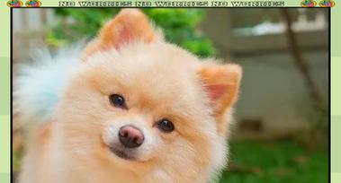 狗狗打嗝的6大成因及解决方法｜让爱犬安心吃饭实用指南