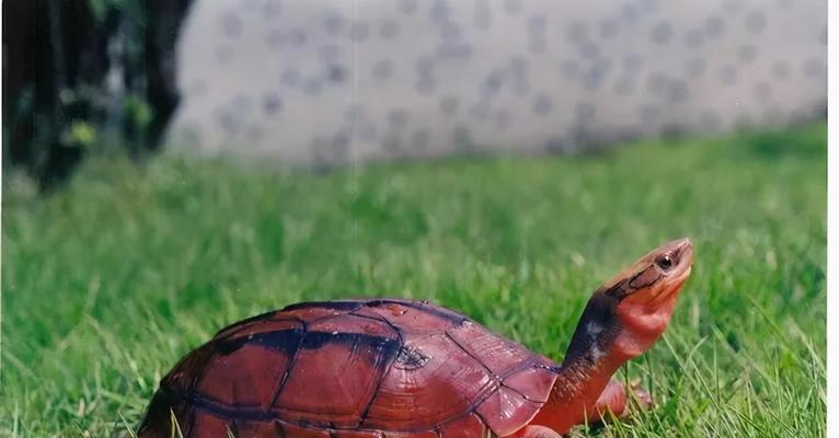 巴西红耳龟进入中国的历程：繁殖能力及生态环境影响解析