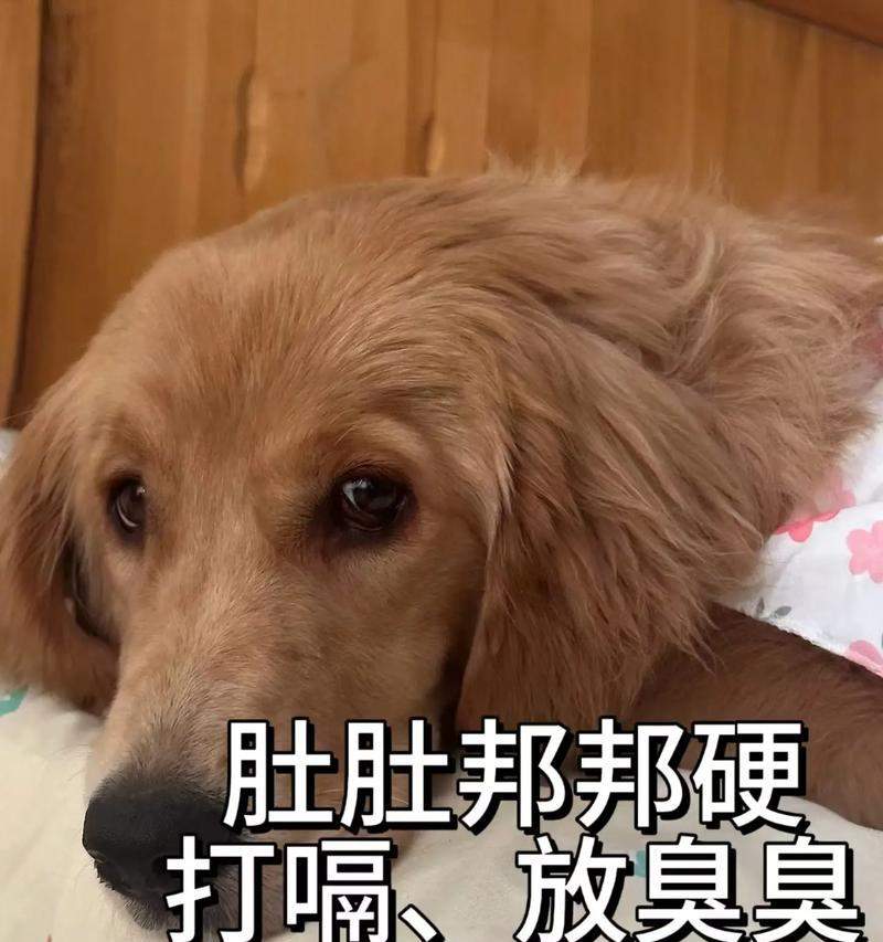 狗狗打嗝的6大成因及解决方法｜让爱犬安心吃饭实用指南