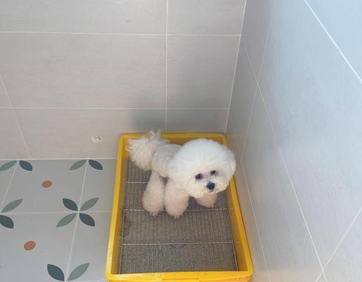 狗狗拉稀5天不吃不拉，用猫砂治疗可行吗？｜实用指南