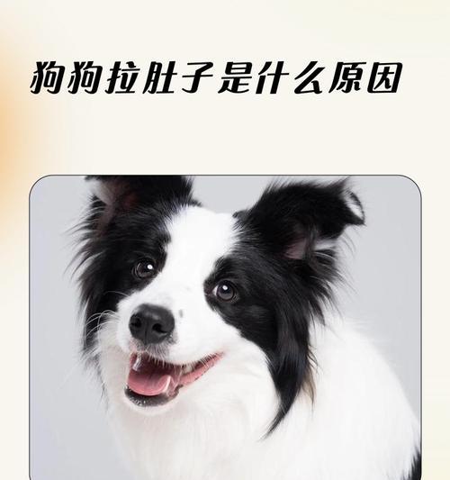 狗狗拉稀5天不吃不拉，用猫砂治疗可行吗？｜实用指南