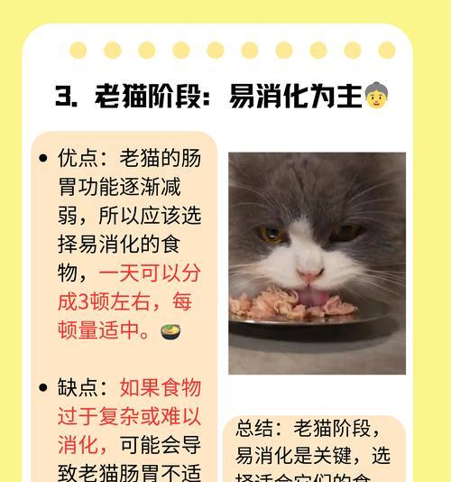 猫便秘益生菌正确使用与食用时间｜关键步骤全攻略