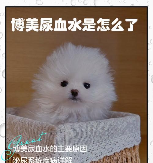 影响博美犬价格的关键因素｜选购宠物伴侣全攻略