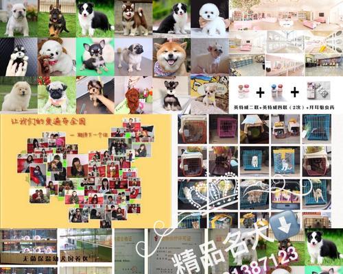 影响博美犬价格的关键因素｜选购宠物伴侣全攻略