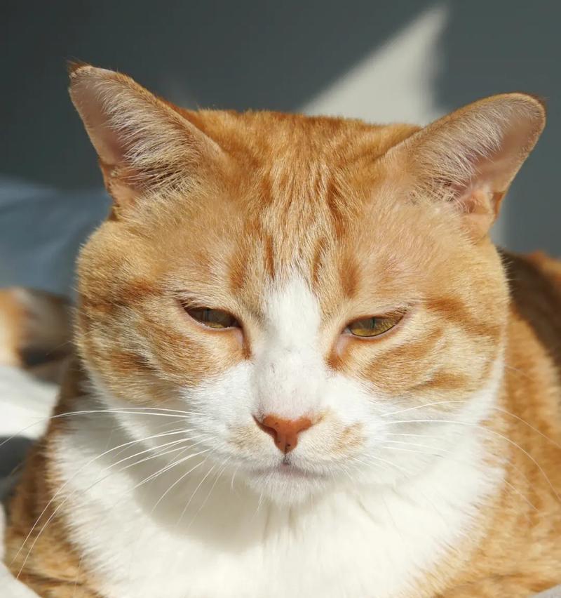 猫咪常见癌症类型及预防方法｜健康养护全攻略