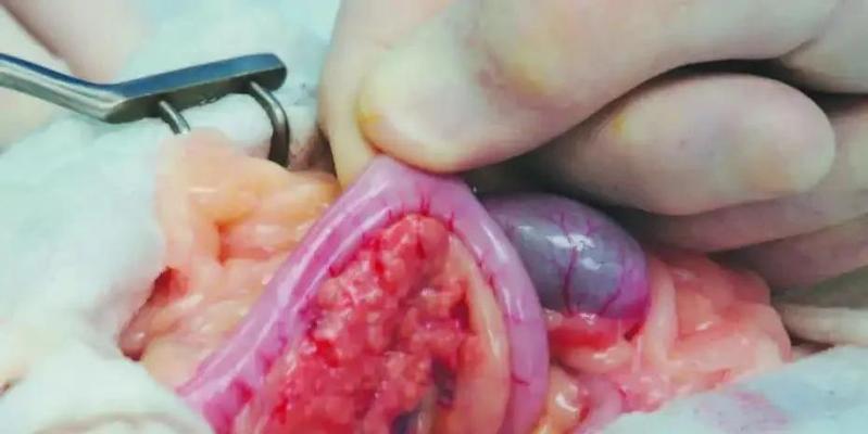 猫咪常见癌症类型及预防方法｜健康养护全攻略