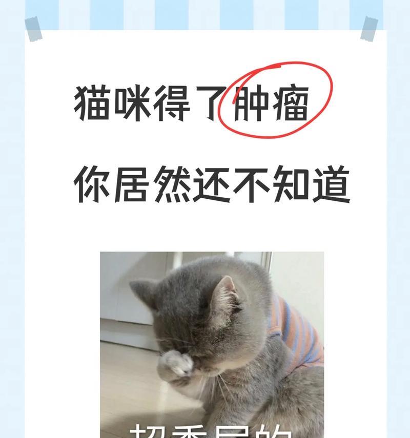 猫咪常见癌症类型及预防方法｜健康养护全攻略