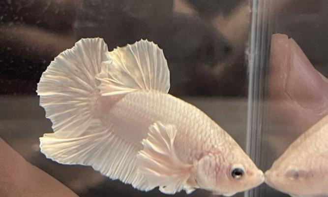 斗鱼卵孵化与小鱼饲养指南：孵化周期及方法，养护全攻略