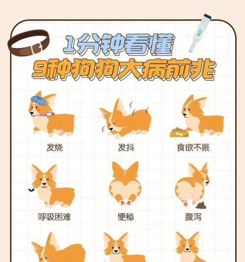 狗狗咳嗽竟是细小？症状识别与应对方法全攻略