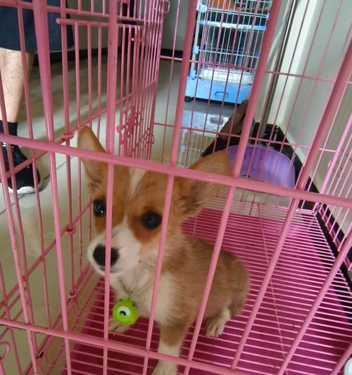 狗狗咳嗽竟是细小？症状识别与应对方法全攻略