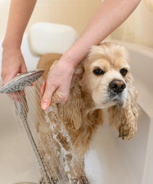 冬天多久给小狗洗一次澡？科学洗澡频率全攻略
