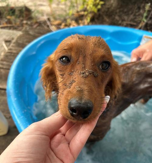 冬天多久给小狗洗一次澡？科学洗澡频率全攻略