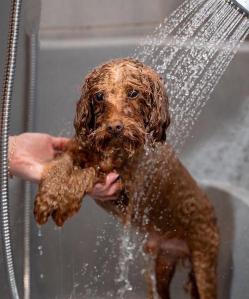 狗狗拉稀5天不吃不拉，用猫砂治疗可行吗？｜实用指南