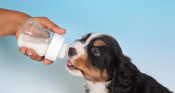 狗狗可以喝酸奶吗？正确选择与喂食全攻略