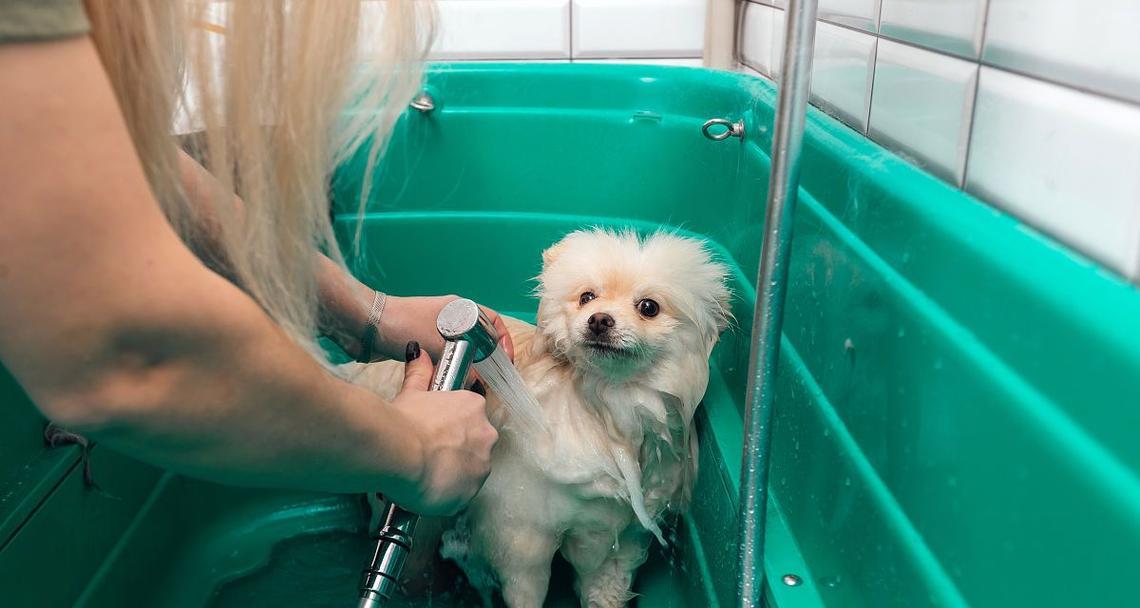 狗狗洗澡频率与时间全攻略：科学判断洗澡周期