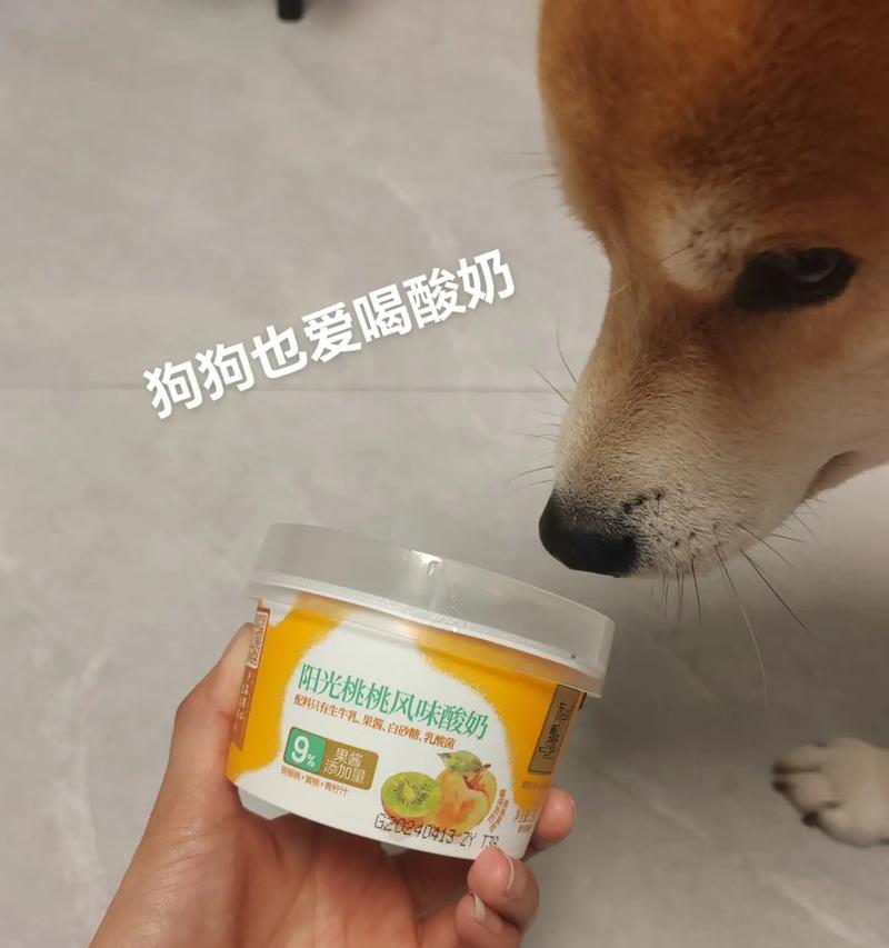 狗狗可以喝酸奶吗？正确选择与喂食全攻略