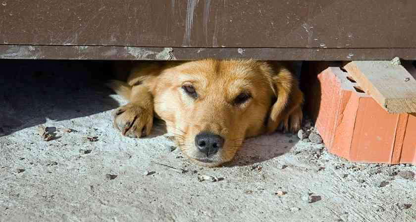 狗狗为什么不喜欢睡狗窝？15个原因与改善全攻略