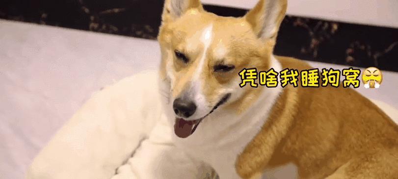 狗狗为什么不喜欢睡狗窝？15个原因与改善全攻略