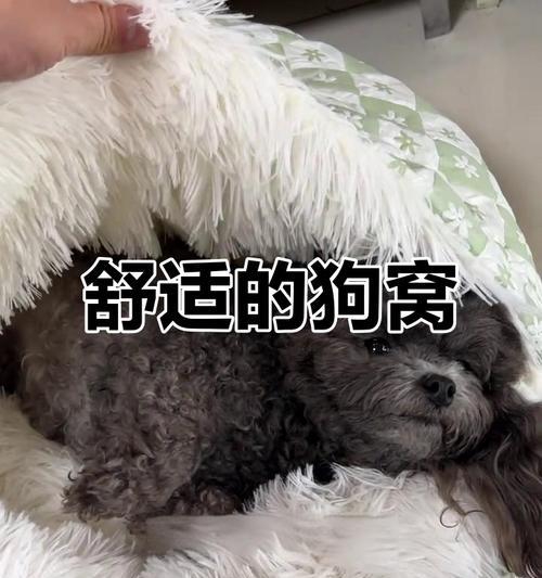 狗狗为什么不喜欢睡狗窝？15个原因与改善全攻略