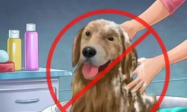 狗宝宝月子期间洗澡的时间与方法｜护理全攻略