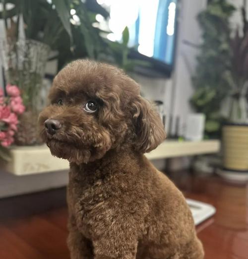 狗宝宝月子期间洗澡的时间与方法｜护理全攻略