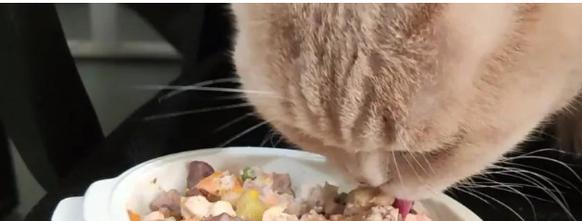 猫咪能吃哪些肉？解析食肉习性及合适肉类｜实用指南