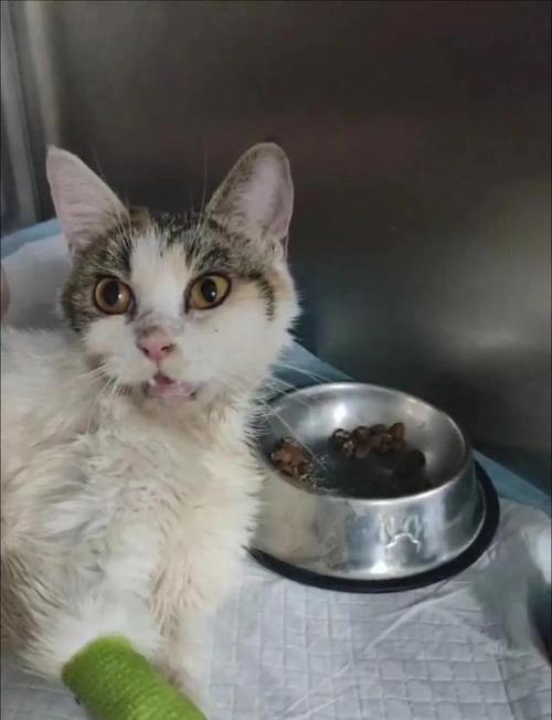 猫咪咳嗽的十个致命原因及防治指南｜保护猫咪健康