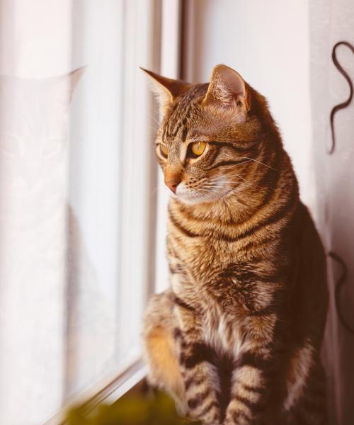 猫咪咳嗽的十个致命原因及防治指南｜保护猫咪健康